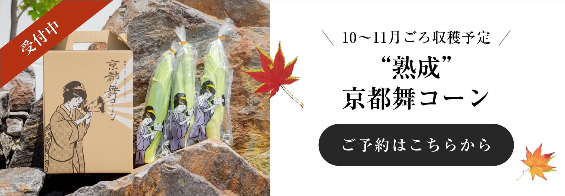 ご予約受付中！ 10〜11月ごろ収穫予定 熟成京都舞コーン 秋にも京都舞コーンを食べれることをご存知でしたか？是非、夏との食べ比べをしてみてください。 ご予約はこちらから